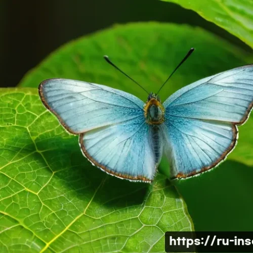 곤충 성장 단계 - A detailed close-up of a butterfly laying eggs on vibrant green leaves of a native Russian forest pl...